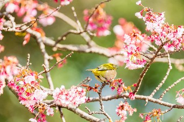 メジロと河津桜