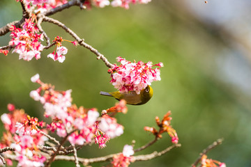 メジロと河津桜