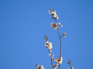 Genova, Italy - 03/22/2020: Beautiful coloured flowers over the cherry tree in the first days of spring in the Italian villages.