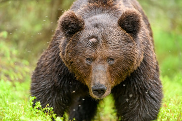 Obraz na płótnie Canvas Wounded European brown bear (Ursus arctos)