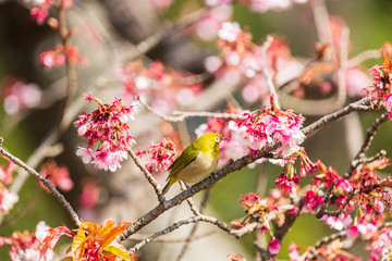 メジロと河津桜