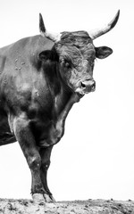Bull on white background