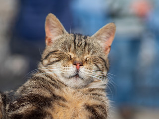 Satisfied cat face close-up.Cat nap.