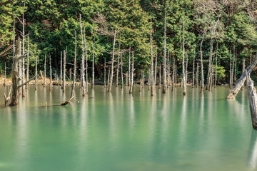 蒼霧鯉池　一ノ俣桜公園　山口県下関市　Yamaguchi Shimonoseki