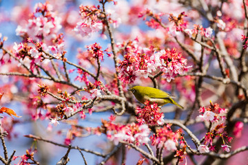 メジロと河津桜