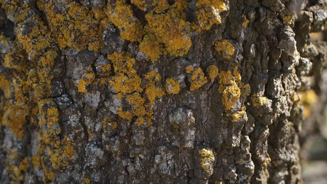 Corteza de un &aacute;rbol en las afueras de Barcelona