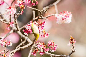 メジロと河津桜