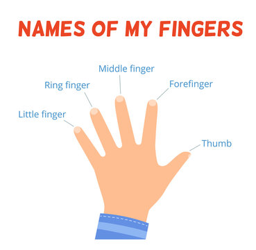 The names of the fingers on the hand. The study of body parts for children.