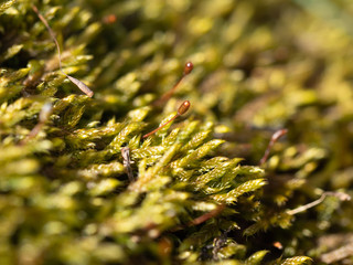 Moss macro textured background. Close Up of moss flowers with selective focusing.