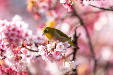 メジロと河津桜