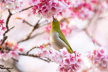 メジロと河津桜