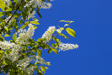 Northern summer. Cherry blossoms against a cloudless blue sky. Summer day on Yagry island, Severodvinsk