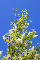 Northern summer. Cherry blossoms against a cloudless blue sky. Summer day on Yagry island, Severodvinsk
