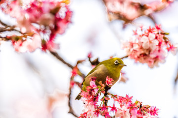 メジロと河津桜