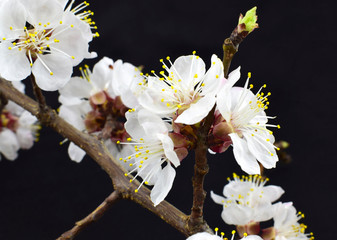 Flowering apricot tree branch close-up isolated on a black background.