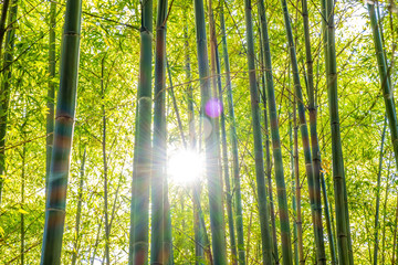 Sun shining with lens flare through bamboo trees in a forest