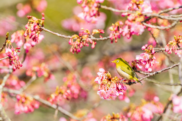 メジロと河津桜