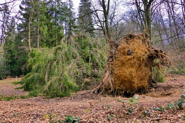 Albero caduto