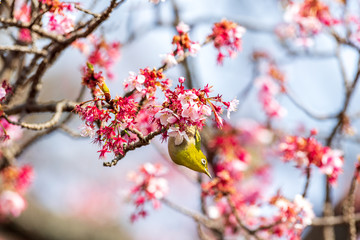 メジロと河津桜