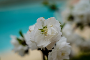 Fototapeta na wymiar Fleur blanche de pêcher dans un jardin japonais au printemp sur fond bleu