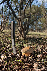 Recolección de hongos en la dehesa extremeña