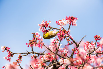 青空の河津桜とメジロ