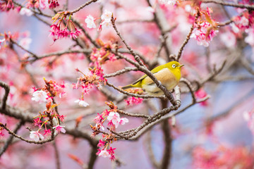 メジロと河津桜