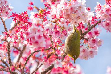 メジロと河津桜