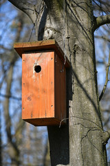 Bird feeder on the tree in the woods
