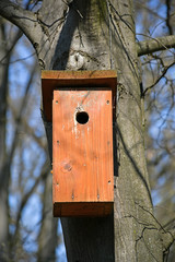 Bird feeder on the tree in the woods