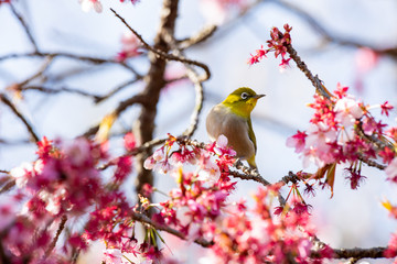 メジロと河津桜
