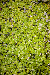 Hojas verdes flotando en agua