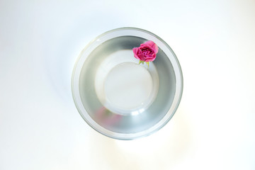 Pink rose in a bowl with water on a white background