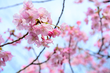 青空と河津桜