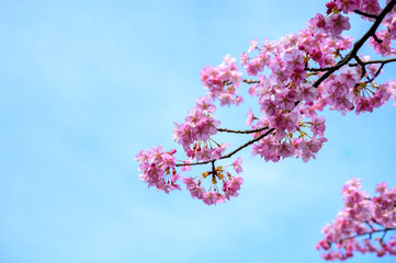 青空と河津桜