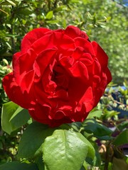 red rose in garden