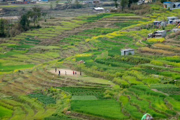 Naklejka premium The Green Terraced Hills of Nepal
