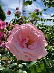 pink rose