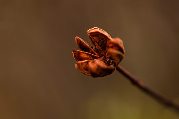 Flor de jara macro fotografía