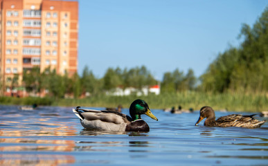 Summer day on the Bank of Lake Chayachiy on island of Yagry. Ducks