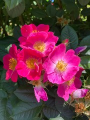 flowers in the garden