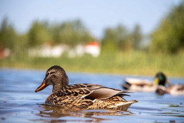 Summer day on the Bank of Lake Chayachiy on island of Yagry. Ducks