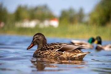 Summer day on the Bank of Lake Chayachiy on island of Yagry. Ducks