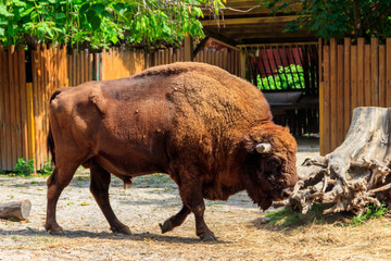 American bison (Bison bison), also known as buffalo in a paddock at farmyard