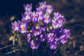 Spring crocus flowers 
