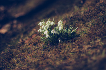 Beautiful spring flowers -  snowdrops 