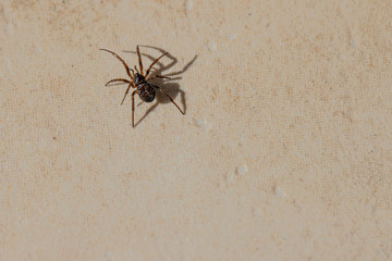  small brown spider crawls across the tiled kitchen floor