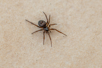  small brown spider crawls across the tiled kitchen floor