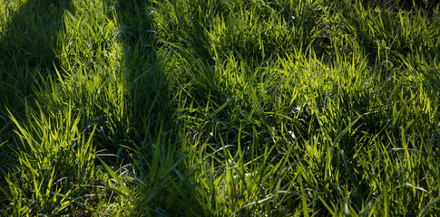 Grass and shadows. National Park Weerribben de Wieden. Wetering. Overijssel Netherlands.