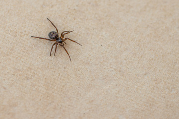  small brown spider crawls across the tiled kitchen floor